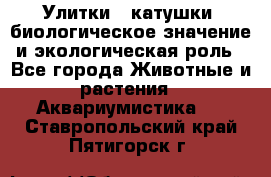 Улитки – катушки: биологическое значение и экологическая роль - Все города Животные и растения » Аквариумистика   . Ставропольский край,Пятигорск г.